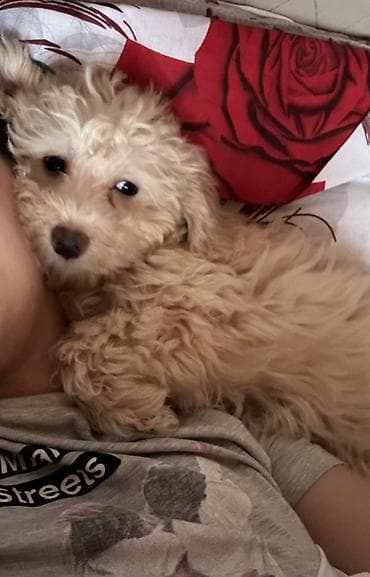 Akvariumlar: Pudel — 1