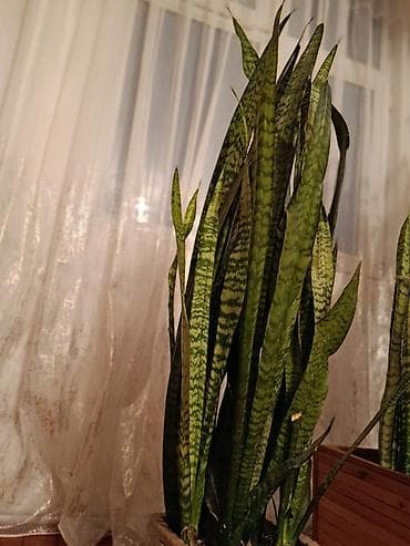 bezek bitkisi: Sanseverya (Qayın dili) otaq bitkisi - Hündürlük: 118 sm, sıx kolda — 1