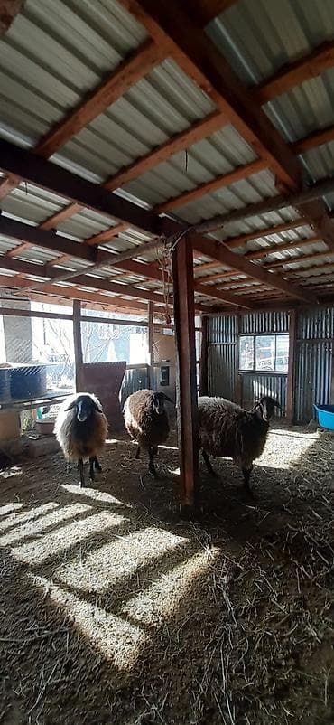 Qoyunlar – 3 baş - Növ: yerli qoyun (xırdabuynuzlu) - Rənglər: qara lalafo.az -da Qoyunlar – 3 baş - Növ: yerli qoyun (xırdabuynuzlu) - Rənglər: qara