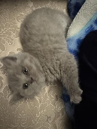 pisiy: Britan, Yaxşı əllərə — 4