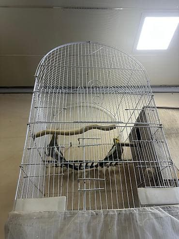 Hazır cütdür,qəfəs yuva qarışığ satılır — 3