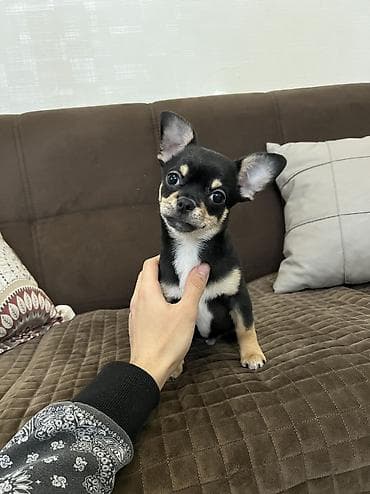 alpin teke: Çixuahua, 3 ay, Erkek, Peyvəndli, Ödənişli çatdırılma — 2