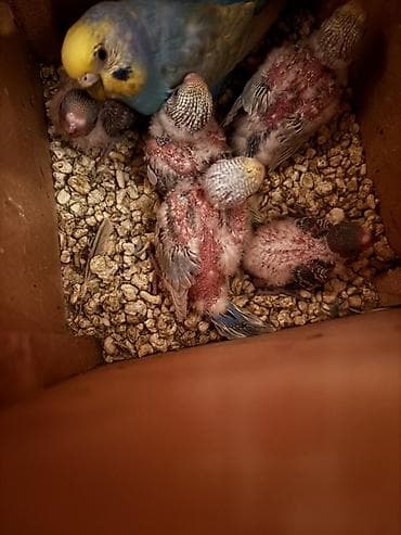 tutuqusu satilir: Rainbow quşlarının balası satılır 10 15 günə yemə düşəcəklər istiyən — 1