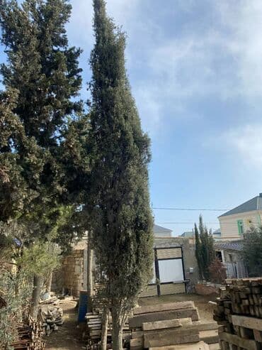 yolka qiymətləri: Şam ağacı "Kiparis" - 20 illik serv agac. Hundurluyu 8 metrden — 3