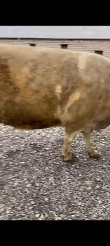 Yemlər: Salam aleykum əziz dosdlar bele bir gözel dogmamiş dügemiz çıxdı — 8