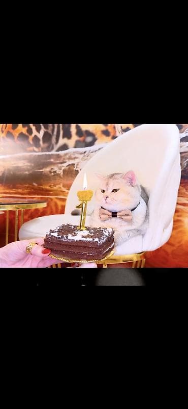 Şinşilla, Erkək, Cütləşmə üçün