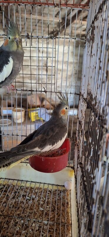 oskar balığı: Popuqay Korella
Saglam ve qizgin fere — 1