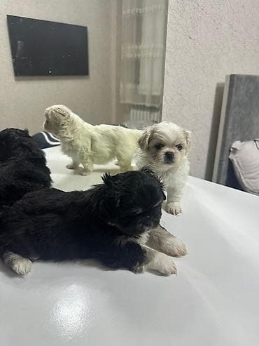 Pekines, Sənədli, Ödənişli çatdırılma lalafo.az -da Pekines, Sənədli, Ödənişli çatdırılma