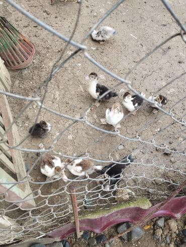 bakida cins ineklerin satisi: Самка, | Lal ordek, Для разведения, Бесплатная доставка — 2