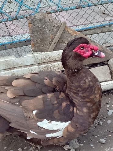 sadlar: Erkək, | Lal ördək, Damazlıq, Ünvandan götürmə — 3