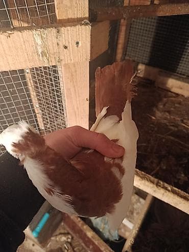 goyərcin şəkli: Məhsul: Ev göyərçinləri (bir neçə fərqli rəng və cüt) razilasma var — 3