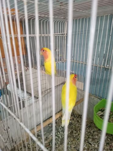 xaski itlerinin qiymeti: Cənnət quşları cütdülər tam sağlam şərait olmadığına görə satılır tək — 4