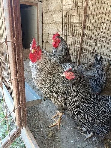 cuce ve xoruz: Barred Rock Plymouth. 3-fərə 3-xoruz 1il5 aylıqdılar təmiz qan sağlam — 4