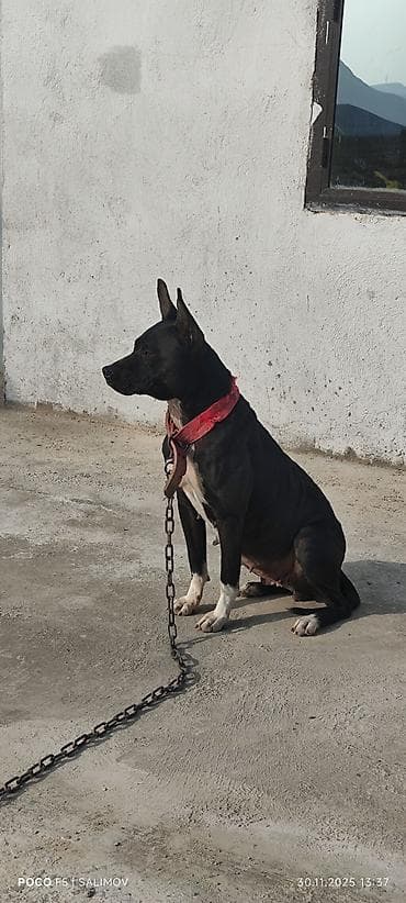 itlerin satisi ucuz: Pitbul, 2 il, Dişi, Ödənişli çatdırılma — 1