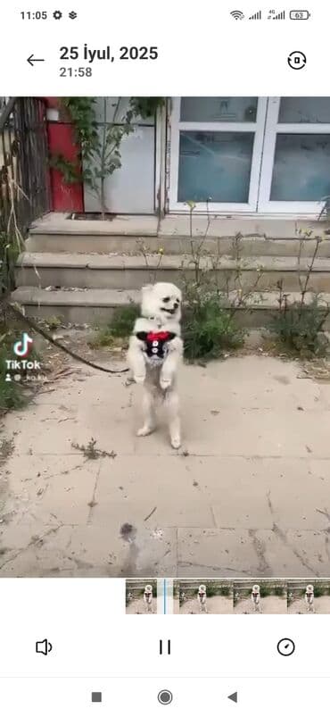 itle: Şpitz, 1 il, Erkek — 3