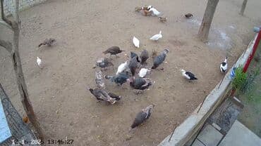 qus yuvası: Cemi13 eded hinduşkadır. 1 xoruz birde anaları var. 11ededi bu il — 1