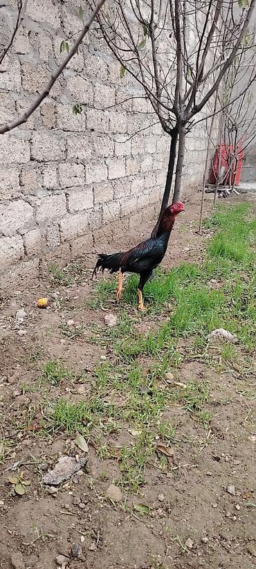 dəniz donuz: Cinsi: Uzunboyun, atletik quruluşlu döyüş tipli xoruz (gamefowl — 5