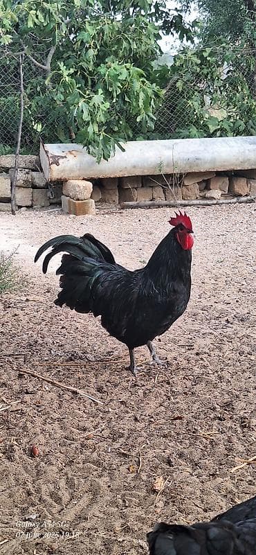 Avstalorp Cinsi xoruz – tam qara