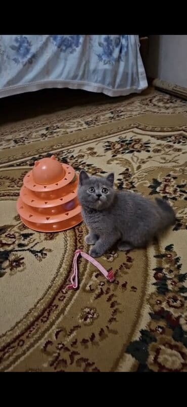 sotland pişik: 50 ile 250 arasi cins saf qan saqlam pisiklerimiz var unvana — 6