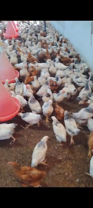 yerli inekler: MASAZIR 2 AY TAM SAĞLAM DAMAZLİQ ✅ 0️⃣ 5️⃣ 5️⃣ -7️⃣7️⃣8️⃣-0️⃣9️⃣-8️⃣ — 5