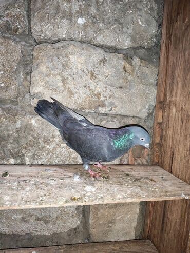 yasil bas ordek: Qara rəngdə göyərçin - Növ: ev göyərçini - Rəng: qara (boyun və — 3