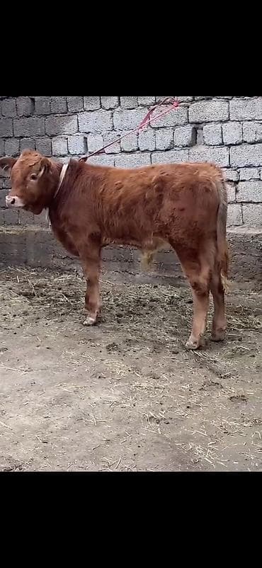 Qırmızı-qonur rəngdə, uzun tüklü gənc buğa balası (erkək danalıq)