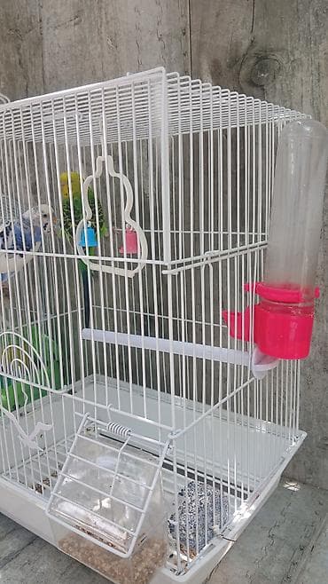 popuqaylar: Dalmatin və yaşıl-sarı rəngli iki dalğıc papuqay (budaq adı — 2