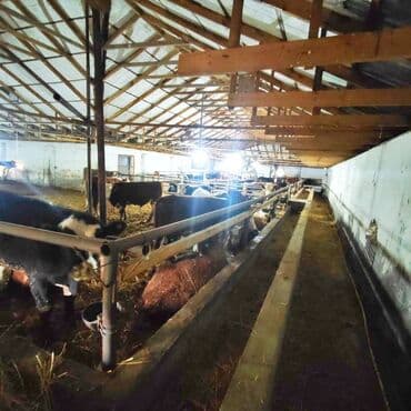 vasitəcisiz birbaşa sahibindən mənzil kirayələmək: Kənd təsərrüfatı, Mülkiyyətçi, Bələdiyyə, Kupça (Çıxarış) — 13