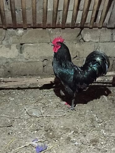 ucuz dana: Safqan avstralob dekorativ və damazlıq üçün - Rəng: tam qara — 8