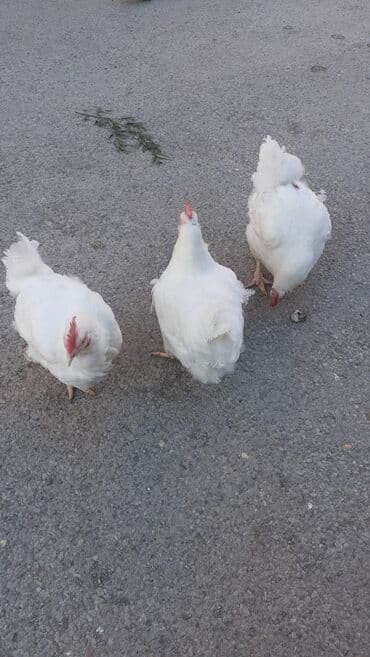 Bildirçin: Toyuq, Broyler, Ətlik — 2