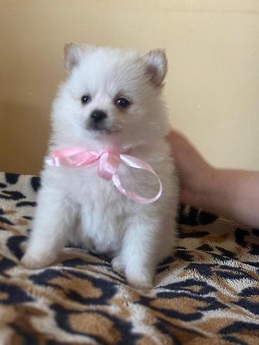 avcarka bala: Şpitz — 4