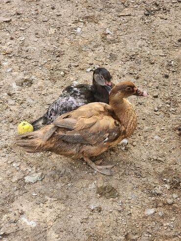 hələb keçisi haqqında məlumat: Lal ördəklər satılır ağır çəki yığan cinslərdir təmiz krasnadar macar — 3