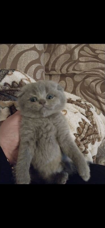 it etibarlı əllərə verilir: 50 ile 250 arasi cins saf qan pisiklerimiz var( Silver sinsila temiz — 22