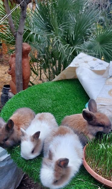 Atlar: Sevimli balaca dekorativ dovşanlar - Növ: dekorativ/cücə dovşanlar — 3