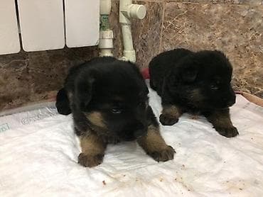 satilan itler: Alman çoban iti, 1 ay, Erkek, Ünvandan götürmə — 6