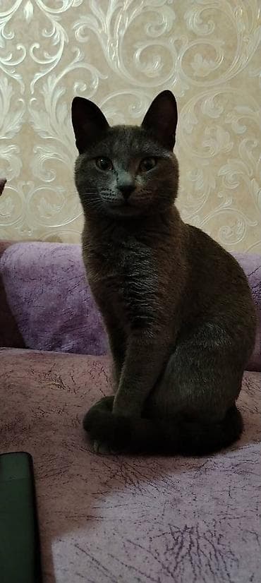 Pişiklər: Erkək Rus mavisi pisiyidir. Dişi qulağı salaq pişikle cutlesdirmek — 2