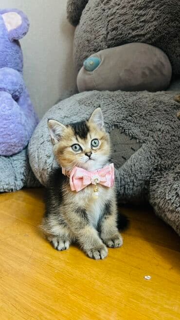 pişik latok: Şinşilla, Dişi — 6