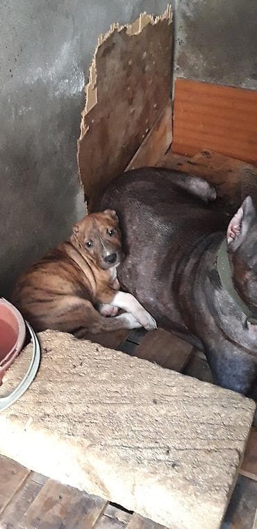 avcarka balası: Pitbul, 2 ay, Dişi, Peyvəndli — 4