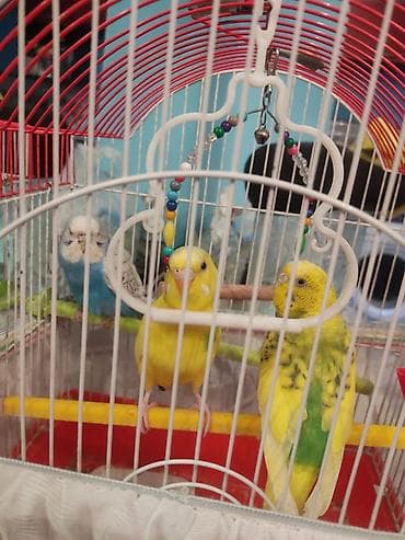 2 Fərə bir Xoruz muhabbət quslari satilir. Qefes qarişiq verilir