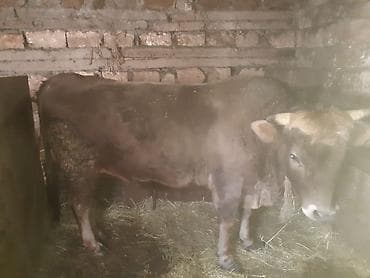 mal qoyun: Kök danadır — 3