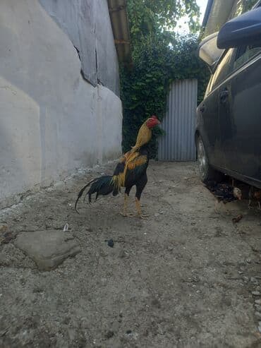 Xoruz, Heyratı, il: 1, Ünvandan götürmə