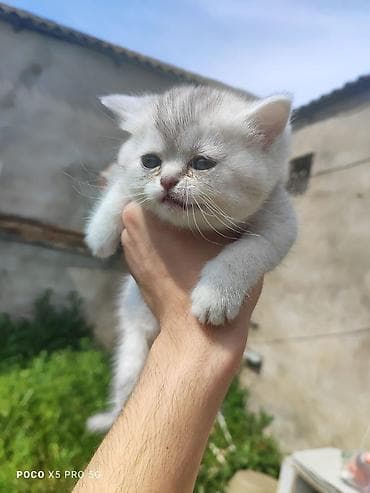 Britan yastı qulaq