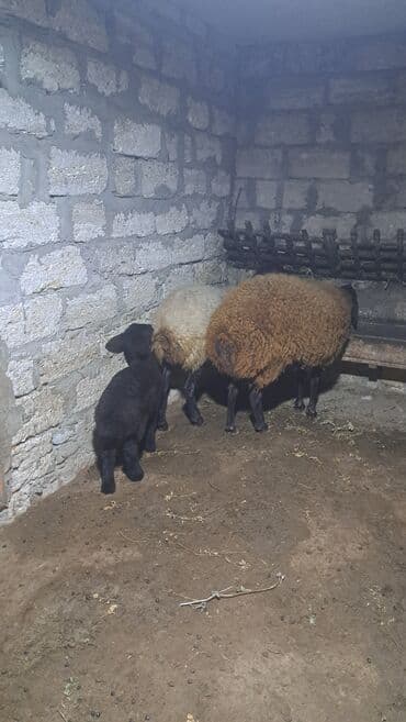 ari ailesi satisi: Dişi, Qala, il: 1, 90 kq, Damazlıq — 2