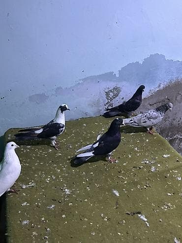 qus sesleri: 5 dene quwdu 25 m sondu — 3