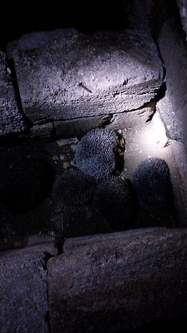 мейн кун: Kirpi – bağ üçün zərərvericilərə qarşı təbii “mühafizəçi” - Gecə — 5