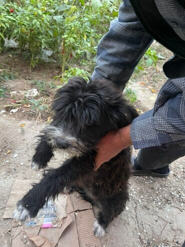 pudeler: 11 ay, Dişi, Peyvəndli, Rayonlara çatdırılma, Ödənişli çatdırılma, Ünvandan götürmə — 3