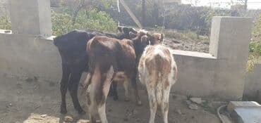 dovşan yemi: Dana, buzov, Dişi, ay: 4, 50 kq, Damazlıq — 5