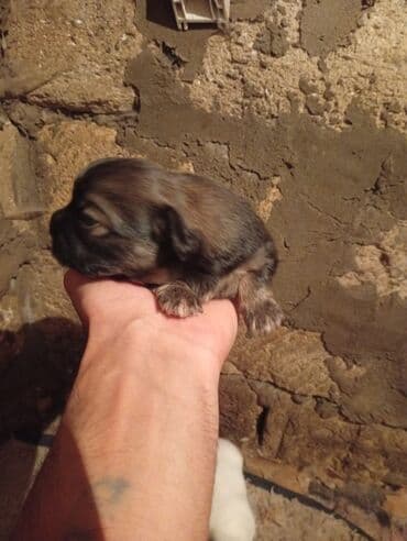 centrum dermani: Pekines, 1 ay, Erkek, Peyvəndli — 2