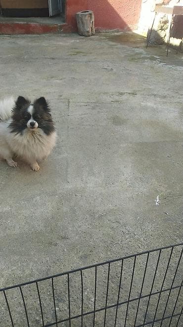 ucuz itlər: Şpitz, 2 il, Dişi, Peyvəndli — 4