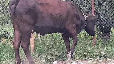 i̇nəylər: Dişi, Simental, il: 3, 600 kq — 10